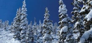 Snow-covered evergreen trees under a bright blue sky.