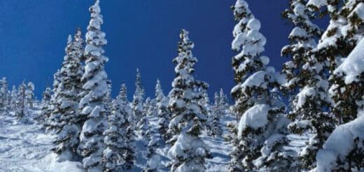 Snow-covered evergreen trees under a bright blue sky.