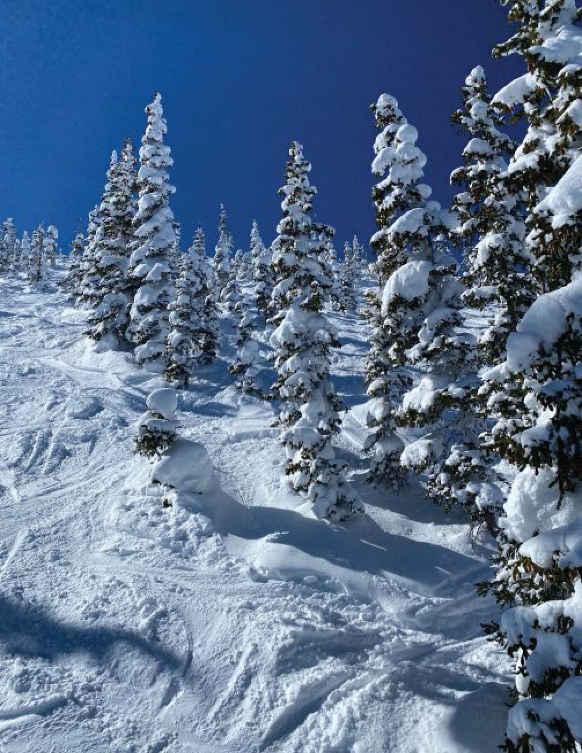 Snow-covered evergreen trees on a sunny day on Monarch Mountain in Colorado