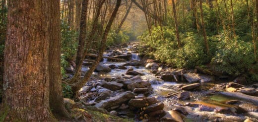Rocky stream flowing through a sun-dappled forest in Great Smoky Mountains National Park.