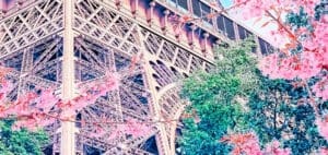 Eiffel Tower surrounded by pink cherry blossoms in bloom.