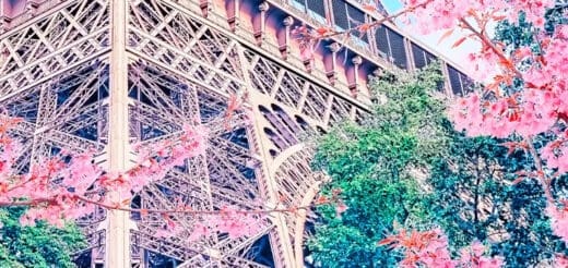 Eiffel Tower surrounded by pink cherry blossoms in bloom.